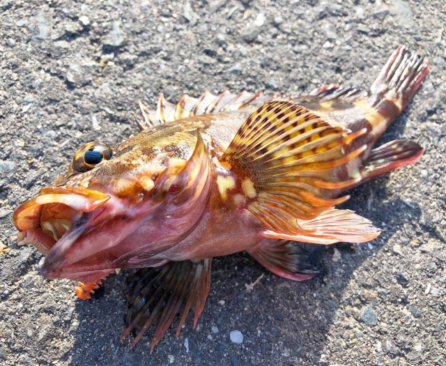 冬場のカサゴ釣り（堤防釣り）